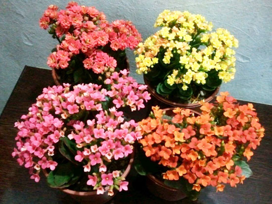 长寿花花期多长