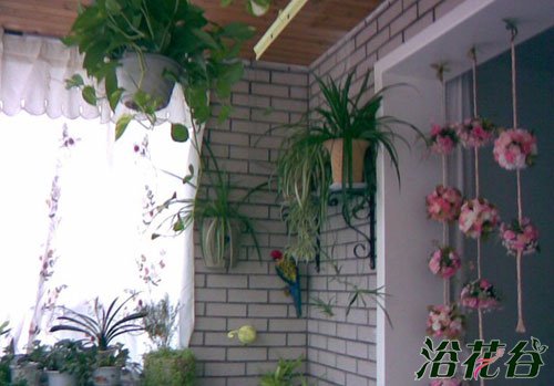 北阳台养花注意要点