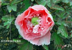 牡丹花和芍药区别图