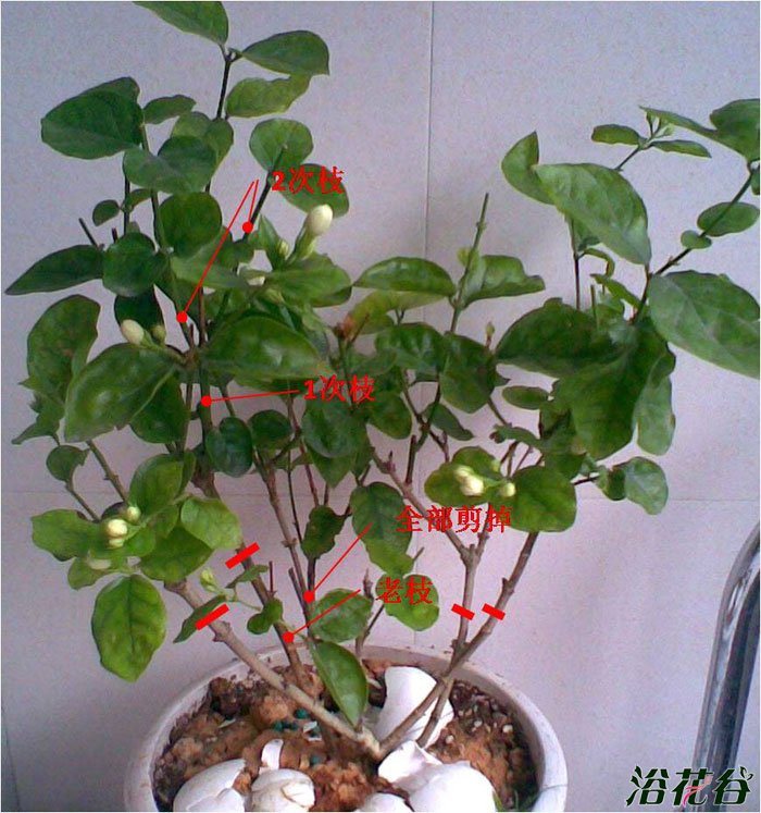 <a href='https://www.861230.com/guanhuazhiwu/10.html' target='_blank'><u>茉莉</u></a>怎么修剪(图)