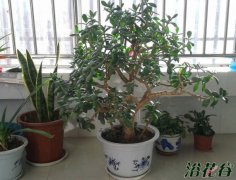 冬天怎么养花(越冬管理)