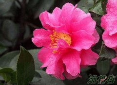 茶梅什么时候开花