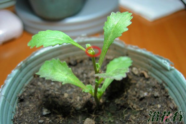 六倍利摘心方法