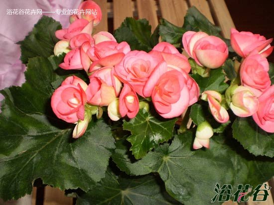 <a href='https://www.861230.com/guanhuazhiwu/6747.html' target='_blank'><u>丽格海棠</u></a>接种子(科普)