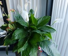 白掌的养殖方法(花友总结)