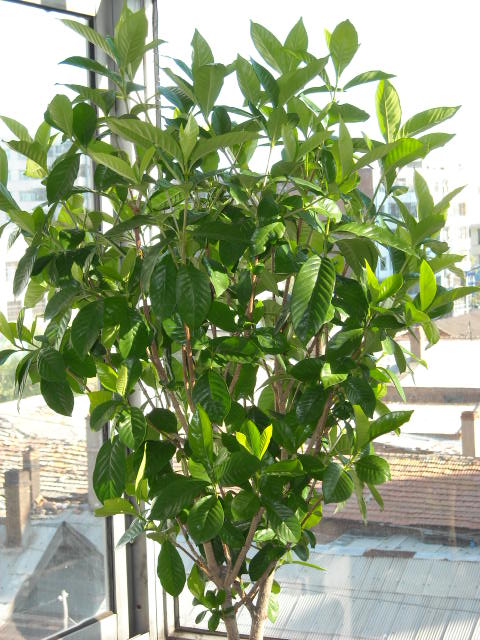 <a href='https://www.861230.com/guanhuazhiwu/11.html' target='_blank'><u>栀子花</u></a>不开花怎么办