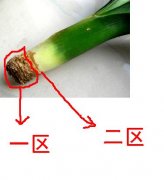 君子兰没有根能活吗