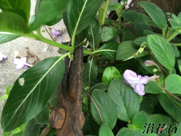 <a href='https://www.861230.com/guanhuazhiwu/6716.html' target='_blank'><u>日日春</u></a>嫁接方法