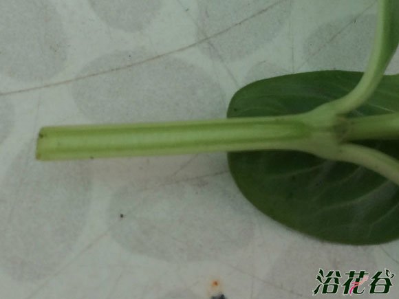 <a href='https://www.861230.com/guanhuazhiwu/6716.html' target='_blank'><u>日日春</u></a>嫁接方法