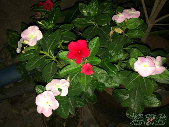 <a href='https://www.861230.com/guanhuazhiwu/6716.html' target='_blank'><u>日日春</u></a>嫁接方法