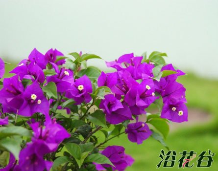 三角<a href='https://www.861230.com/guanhuazhiwu/9.html' target='_blank'><u>梅花</u></a>期多长