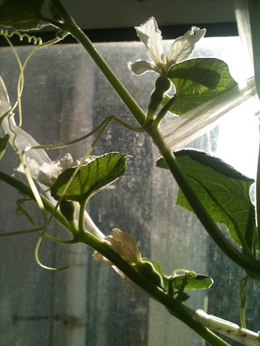 盆栽手捻葫芦几点注意事项