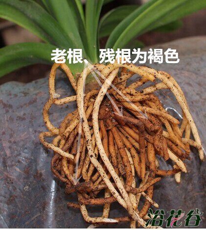 <a href='https://www.861230.com/guanhuazhiwu/6588.html' target='_blank'><u>君子兰</u></a>换土(花友经验版)