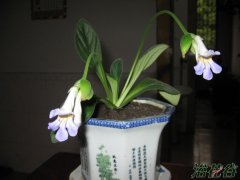 花市购花和缓苗注意事项