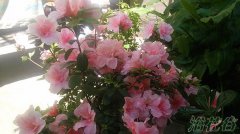 西洋杜鹃的养殖(花友有话说)