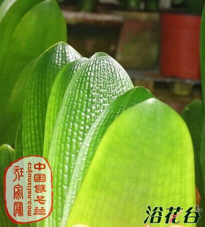 夏季如何预防<a href='https://www.861230.com/guanhuazhiwu/6588.html' target='_blank'><u>君子兰</u></a>叶片徒长？