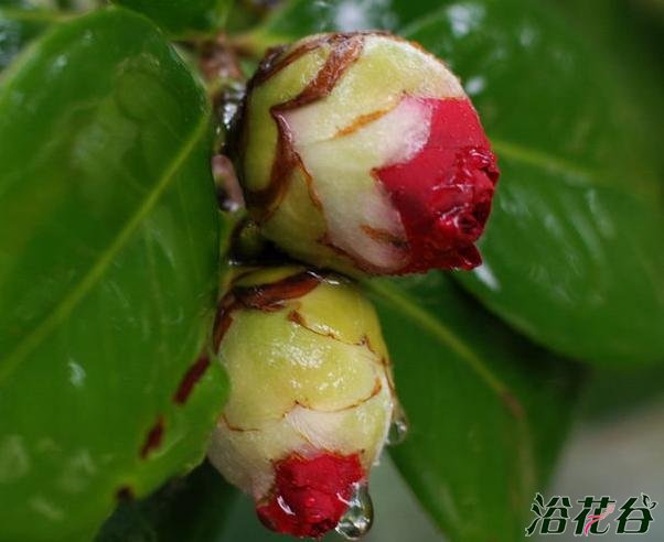 <a href='https://www.ahuacao.com/guanhuazhiwu/52.html' target='_blank'><u>茶花</u></a>疏蕾技巧