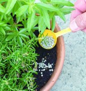 如何给花施肥