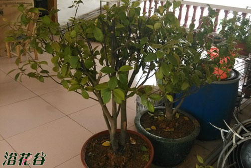 <a href='https://www.ahuacao.com/guanhuazhiwu/52.html' target='_blank'><u>茶花</u></a>换盆方法