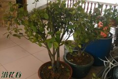 茶花换盆方法