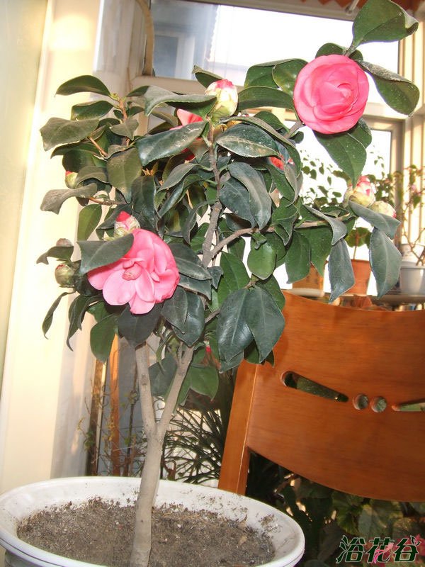 <a href='https://www.ahuacao.com/guanhuazhiwu/52.html' target='_blank'><u>茶花</u></a>修剪和舒蕾