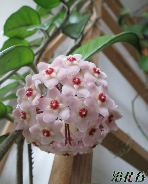 <a href='https://www.861230.com/guanhuazhiwu/6770.html' target='_blank'><u>球兰</u></a>怎么养—浇水