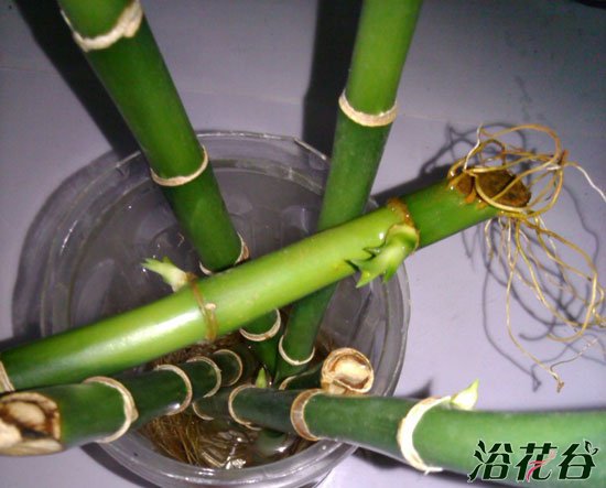 富贵竹发芽后怎么办