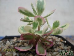 彩虹马齿苋怎么养