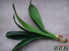 君子兰没根能活吗
