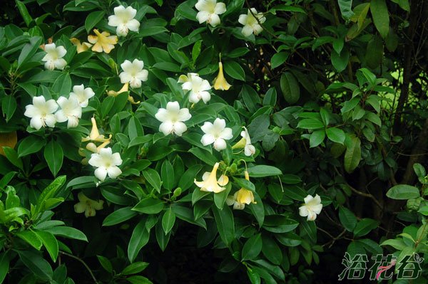 非洲<a href='https://www.861230.com/guanhuazhiwu/10.html' target='_blank'><u>茉莉</u></a>什么时候开花