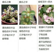 雅乐之舞,雅乐之华,金枝玉叶区别