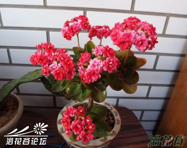 长寿花可活几年
