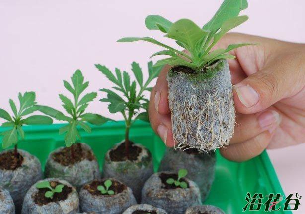 育苗块怎么用