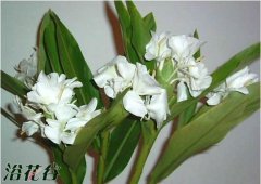 姜花有毒吗
