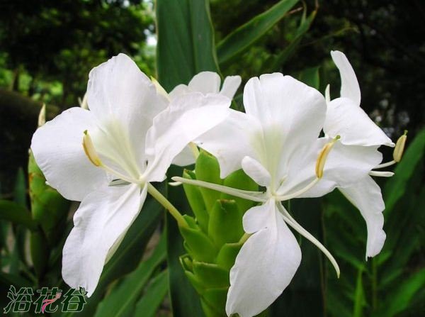 姜花怎么养