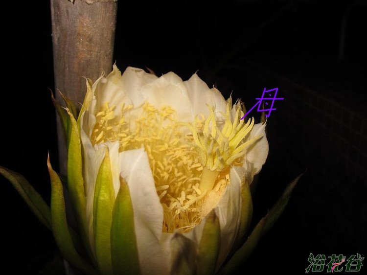 火龙果人工授粉方法(图)