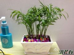 袖珍椰子怎么养