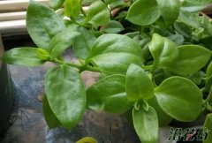牡丹吊兰不开花