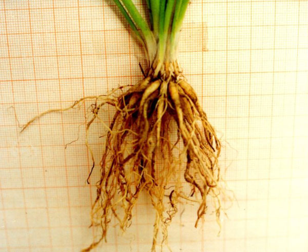 <a href='https://www.861230.com/guanhuazhiwu/6849.html' target='_blank'><u>花毛茛</u></a>花后的处理方法