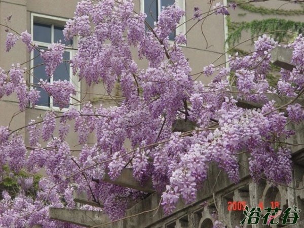 <a href='https://www.861230.com/guanhuazhiwu/6605.html' target='_blank'><u>紫藤</u></a>为什么不开花