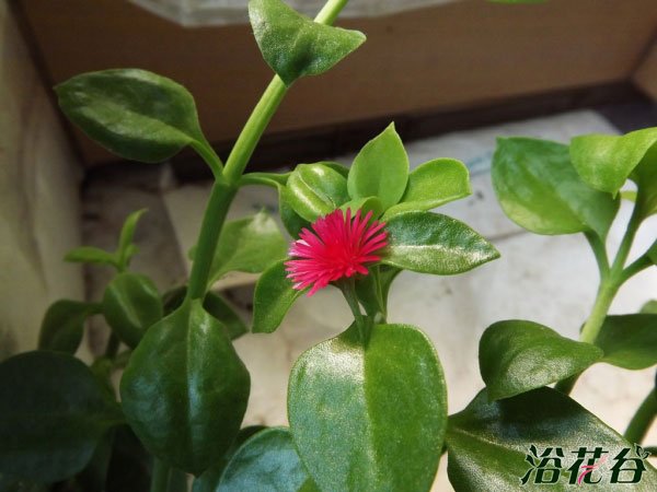 牡丹吊兰 穿心莲的关系分析
