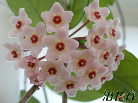 <a href='https://www.861230.com/guanhuazhiwu/6770.html' target='_blank'><u>球兰</u></a>换盆的通识性常识(夏季)