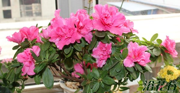 <a href='https://www.861230.com/guanhuazhiwu/31.html' target='_blank'><u>杜鹃花</u></a>浇水的方法