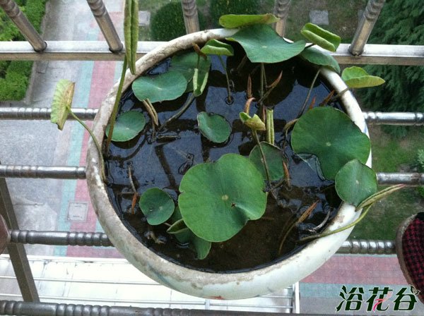 碗莲种子什么时候种
