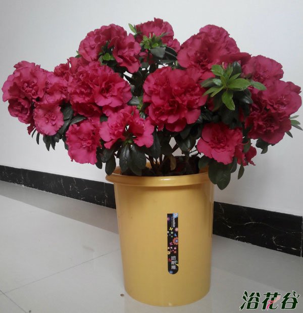 新买<a href='https://www.861230.com/guanhuazhiwu/31.html' target='_blank'><u>杜鹃花</u></a>的养护方法