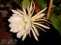 昙花什么时候开