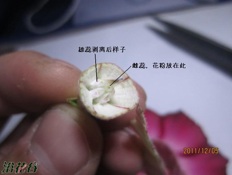 <a href='https://www.861230.com/guanhuazhiwu/6711.html' target='_blank'><u>沙漠玫瑰</u></a>授粉方法(图)