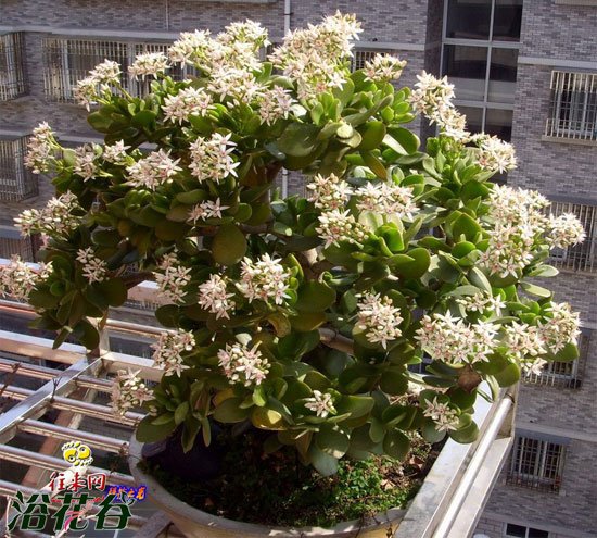 玉树什么时候开花