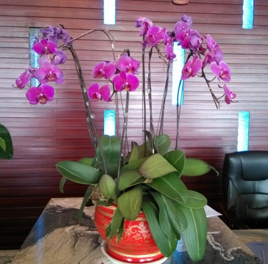 <a href='https://www.861230.com/guanhuazhiwu/6598.html' target='_blank'><u>蝴蝶兰</u></a>开花时怎么养
