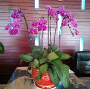 蝴蝶兰开花时怎么养